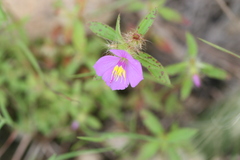 Osbeckia truncata